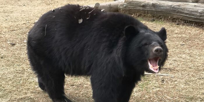 群馬サファリパークにいるツキノワグマの画像